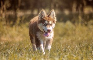 husky breeder Alabama