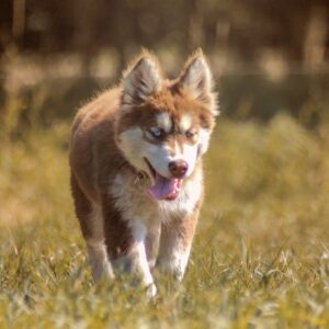 husky breeder Alabama