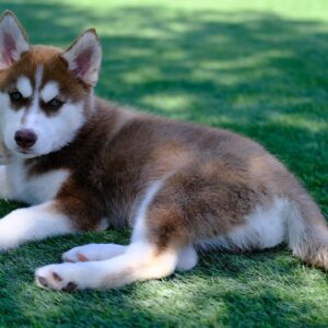 husky puppy for sale